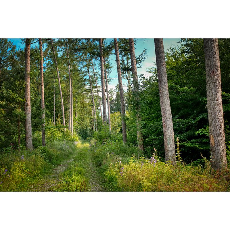 Green Forest Landscape Mural Wallpaper for Reading Room, Water Resistant