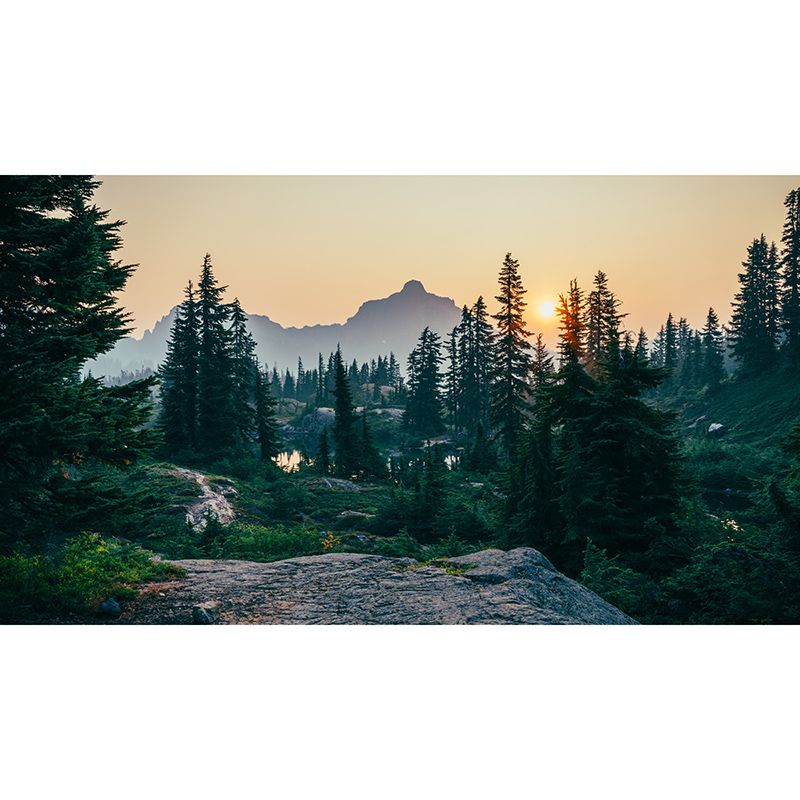 Photography Wall Mural Wallpaper Quiet Forest Sitting Room Wall Mural