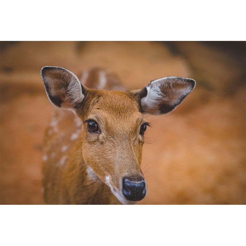 Deer Print Mildew Resistant Wall Mural Wild Animal Wallpaper Interior Wall Mural