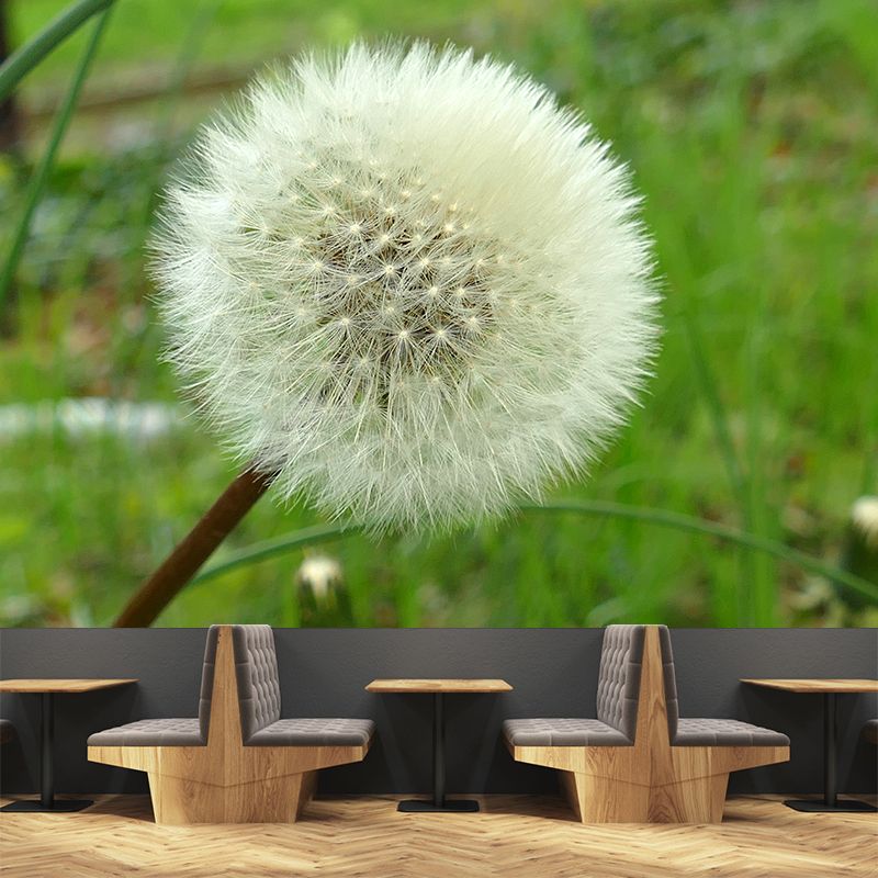 White Dandelion Wallpaper Murals Moisture Resistant Wall Decor, Personalised Size