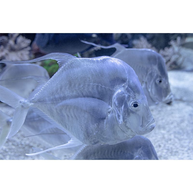 Marine Life Mural Environment Friendly Wallpaper Home Decoration for Living Room