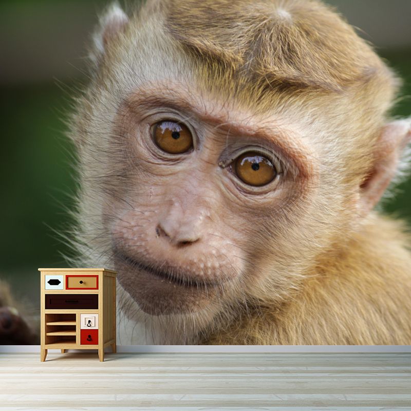 Monkey Animal Wallpaper Mural Contemporary Style Wall Art for Living Room
