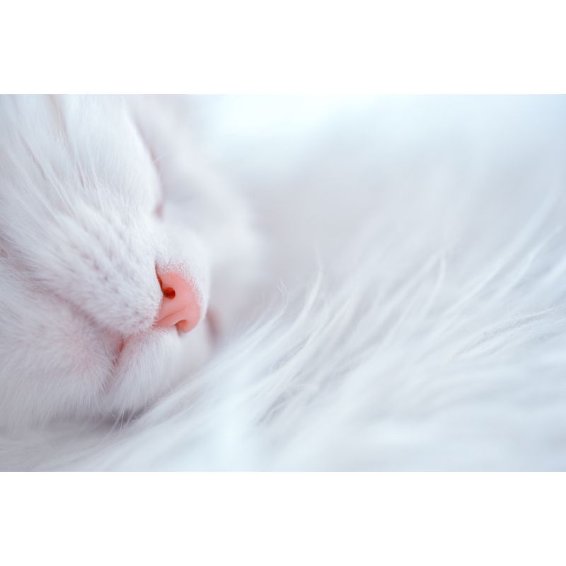 Cat Mural Wallpaper Stain Proof Modern Bedroom Wall Decoration, Customized Size