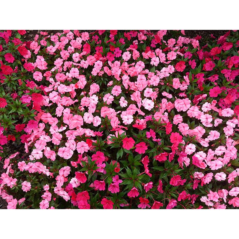 Beautiful Photography Mural Wallpaper Flower Field Decorative Indoor Wall Mural