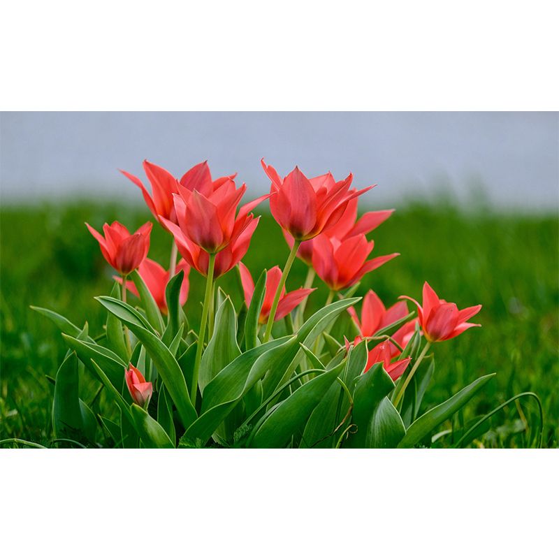 Tulips Wallpaper Mural Decal Customized Modern Wall Covering for Bedroom