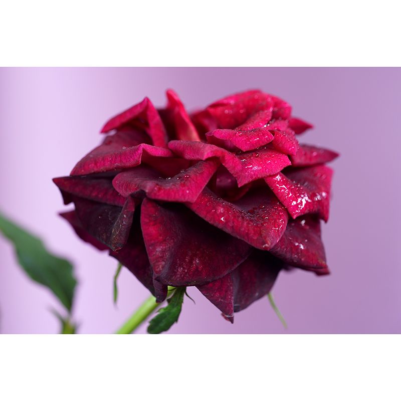 Blossoming Rose Mural Wallpaper Flower Wall Decor for Bedroom Living Room