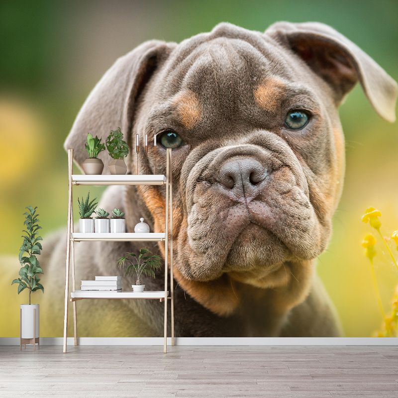 Horizontal Photography English Bulldog Mural Stain Resistant Wall Art for Home