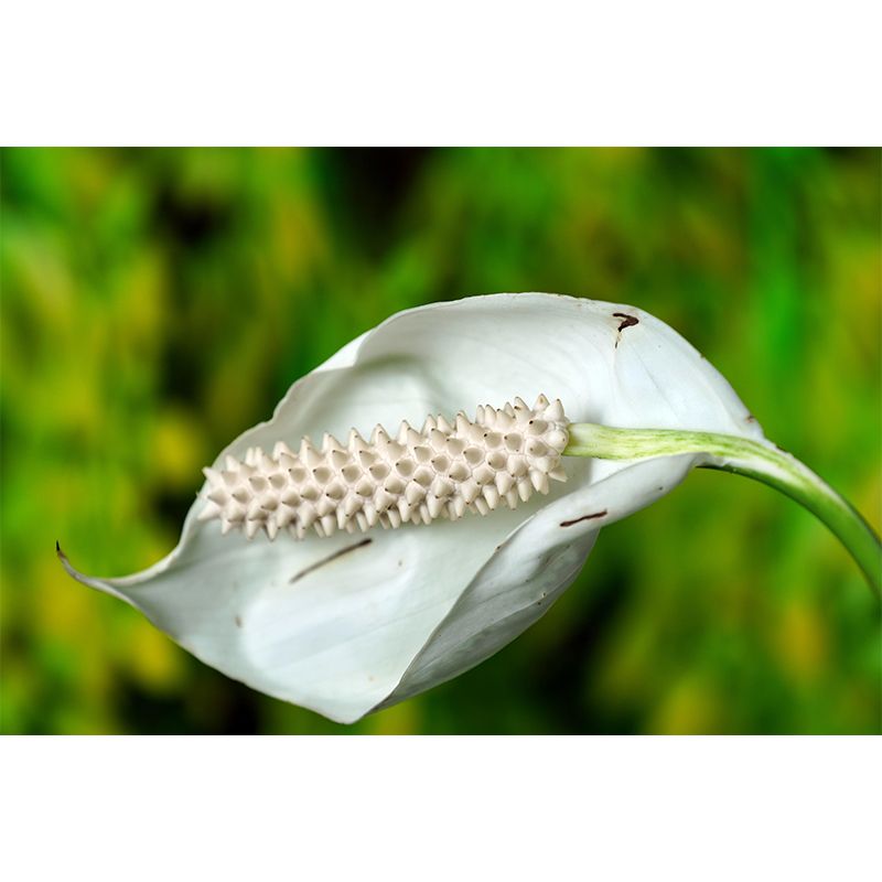 Blooming Anthurium Mural Wallpaper Environmental Contemporary for Bedroom