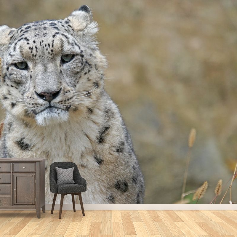 Leopard Mural Wallpaper for Sitting Room Decor Multiple Sizes Available