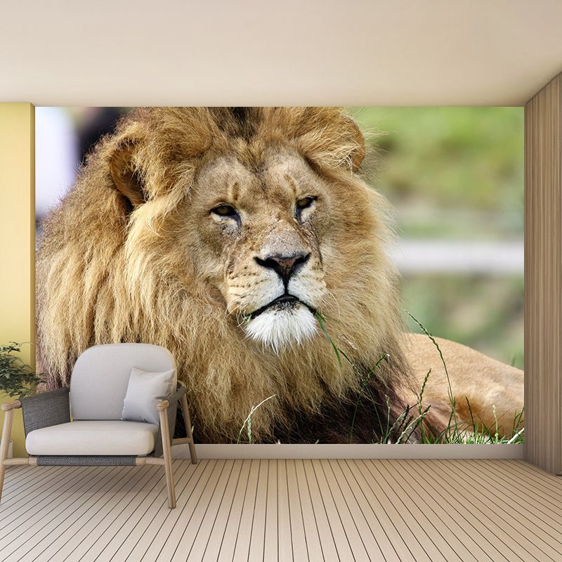 Wild Animal Lion Mural Wallpaper for Living Room, Multiple Sizes Available
