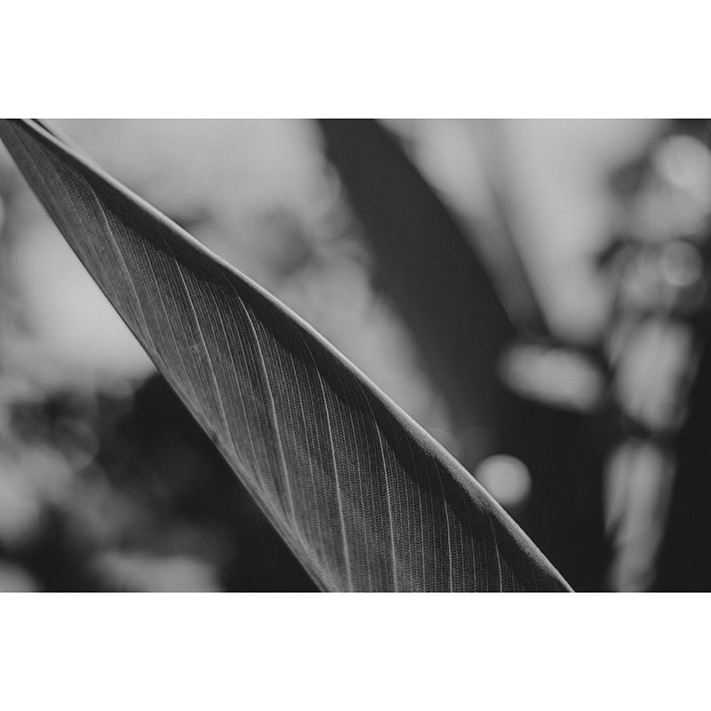 Feather Washable Photography Wallpaper Living Room Wall Mural