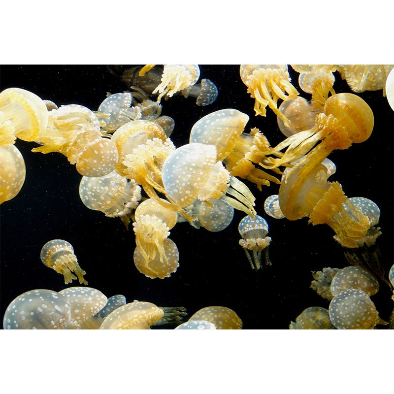 Sea Creatures Wall Mural for Sleeping Room, Water Resistant, Made to Measure