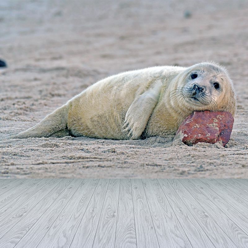Lovely Seal Wall Paper Murals Contemporary Style Photography for Home Decor