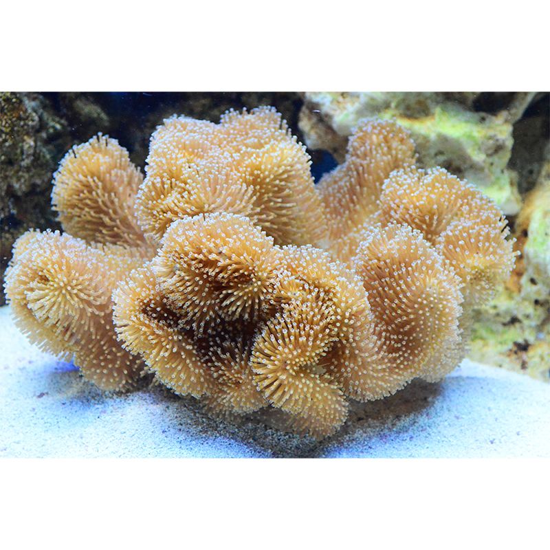 Seabed Nature Scenery Mural Wallpaper for Sleeping Room Waterproofing, Custom Made