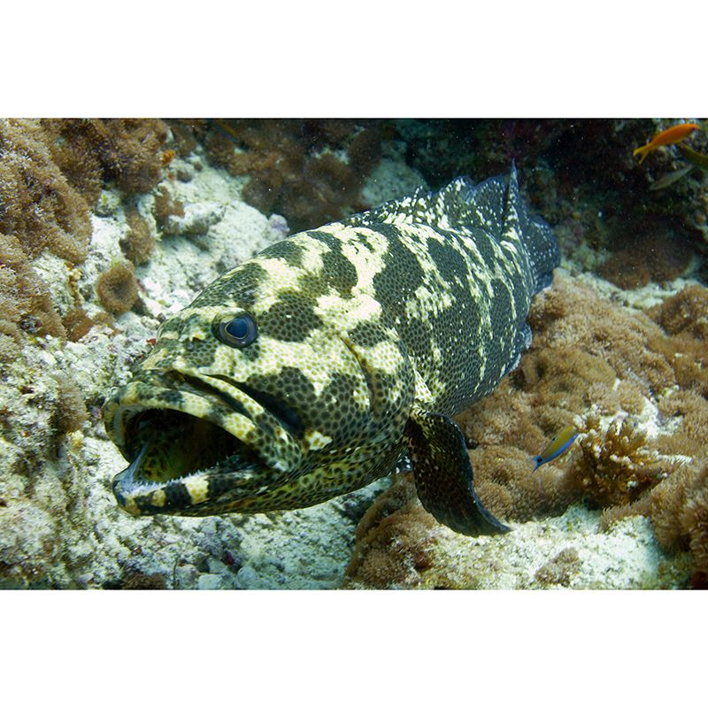 Stain Resistant Environmental Wallpaper Sea Animal Bathroom Murals Wallpaper