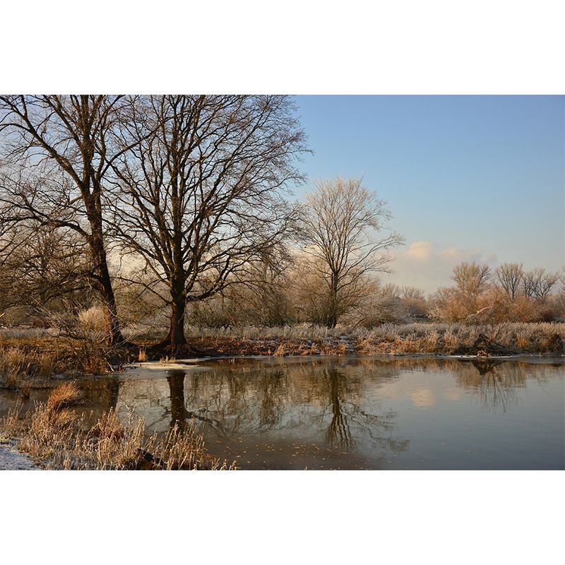 Customized Winter Forest Wall Mural Mildew Resistant Wall Decor for House Interior