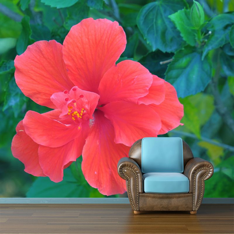 Customized Blooming Hibiscus Mural Wallpaper Contemporary for Guest Room Decor