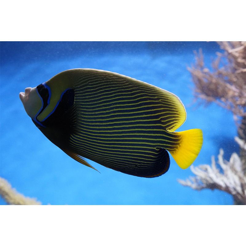 Attractive Wall Mural Fish Patterned Sitting Room Wall Mural