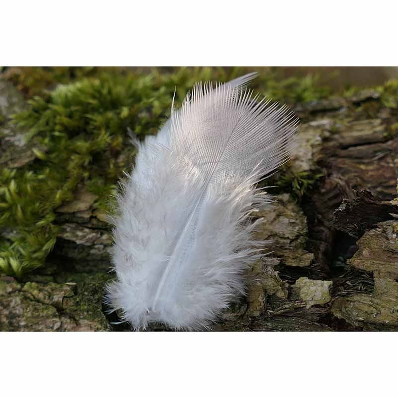 Minimalism Style Feather Mural Decal for Living Room Bedroom, Custom Size