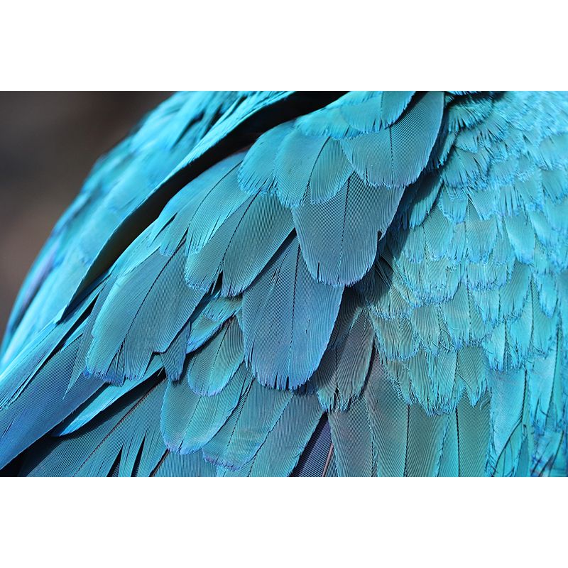 Living Room Wall Mural Feather Pattern Contemporary Style Wall Covering