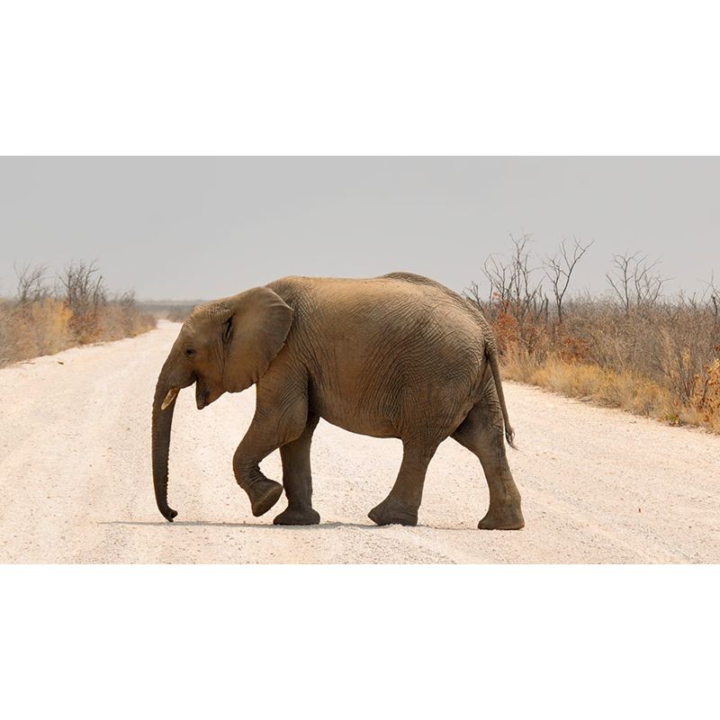 Animal Cute Photography Pattern Mildew Wall Mural Horizontalt for Living Room