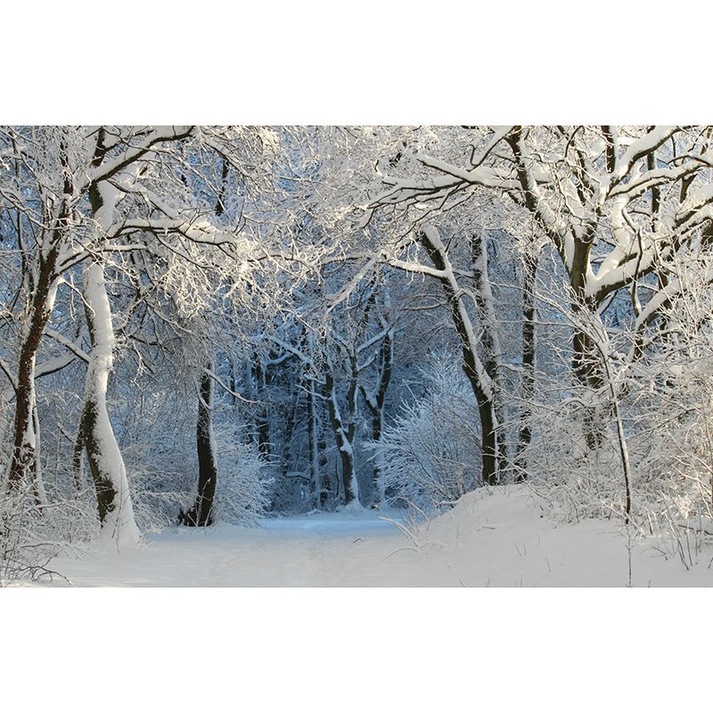 Modern Photography Mural Wallpaper Forest Living Room Wall Mural