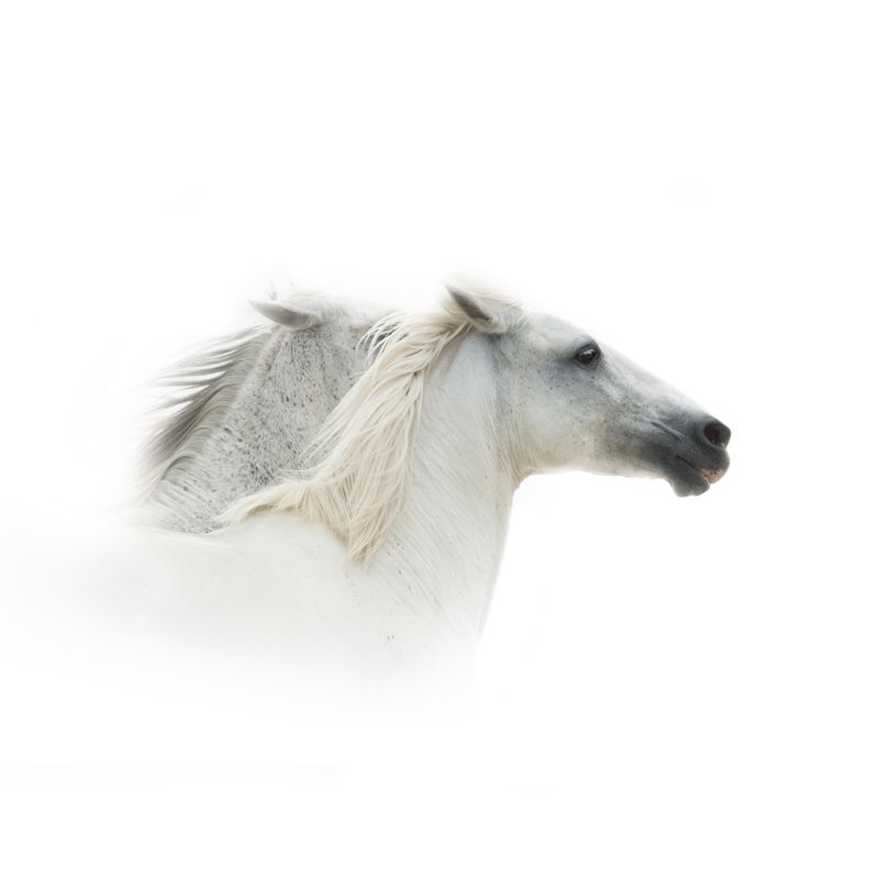 Modern Horse Wall Mural Non-Woven Stain Resistant Dark Color Wall Covering for Room