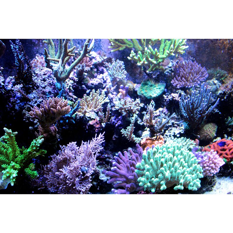 Sea Creatures Mural Wallpaper for Bedroom Home Decoration, Moisture Resistant