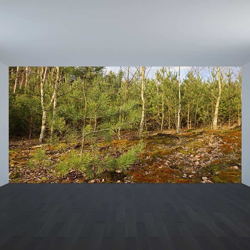 Simple Forest Wall Mural Decal Full Size Moisture Resistant, Made to Measure