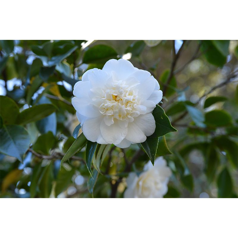 Contemporary Blooming Camellia Mural Wallpaper Environmental for Bedroom