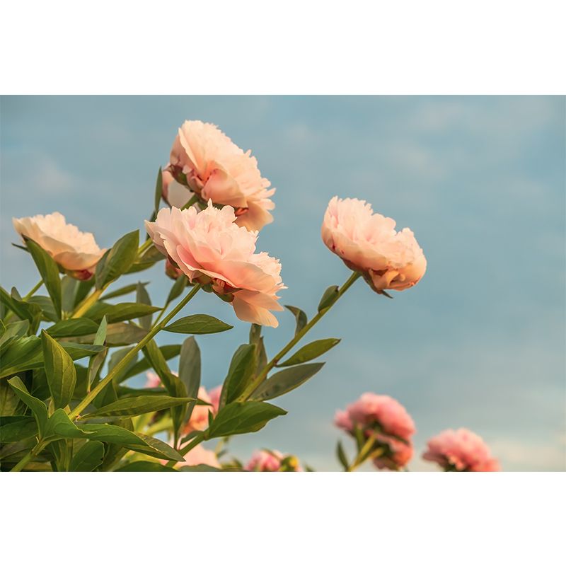 Minimalist Rose Flower Removable Mural Wallpaper Stain Resistant Decor for Bedroom