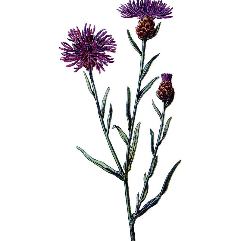 Purple Florentine Mural Wallpaper for Decoration Modern Living Room Wall Covering