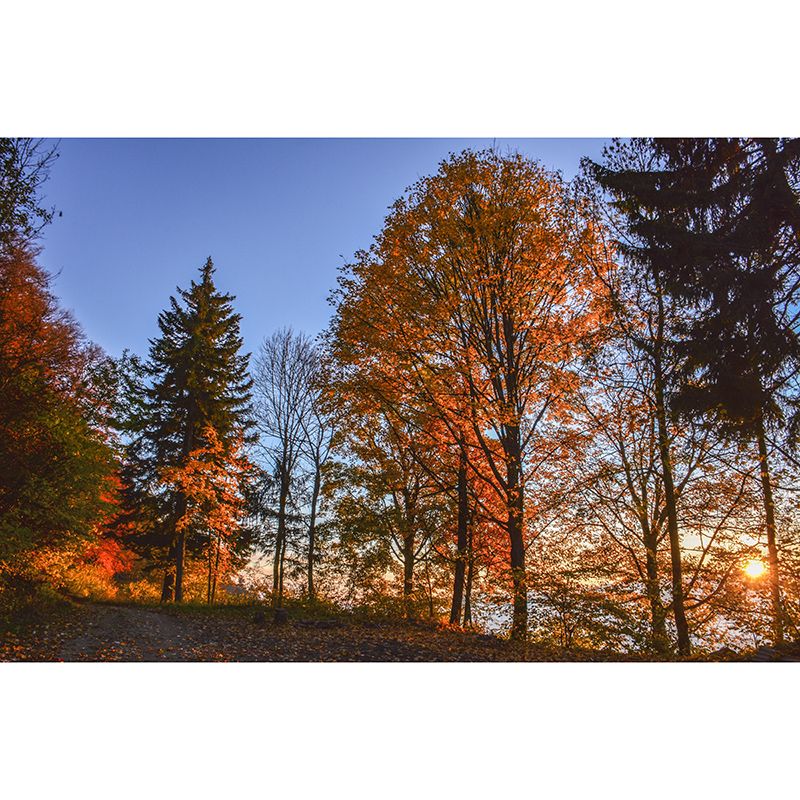 Autumn Forest Style Forest Mural Horizontal Photography Sleeping Room Wall Mural