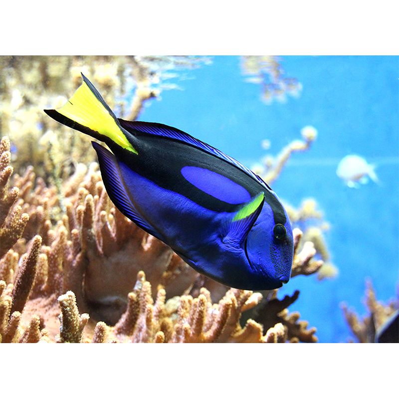 Decorative Wall Mural Fish Patterned Sitting Room Wall Mural