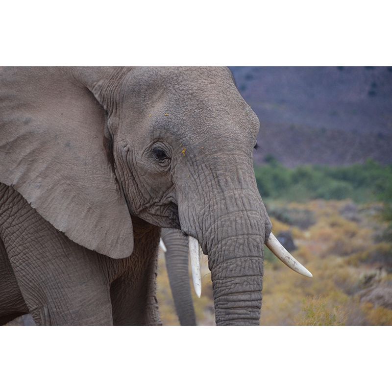 Customized Elephant Wall Mural Horizontal Photography for Sleeping Room Decoration