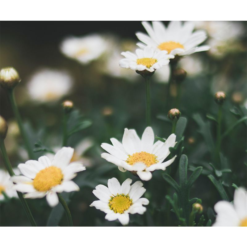 Mildew Resistant Decorative Murals Flower Bedroom Wall Murals Wallpaper