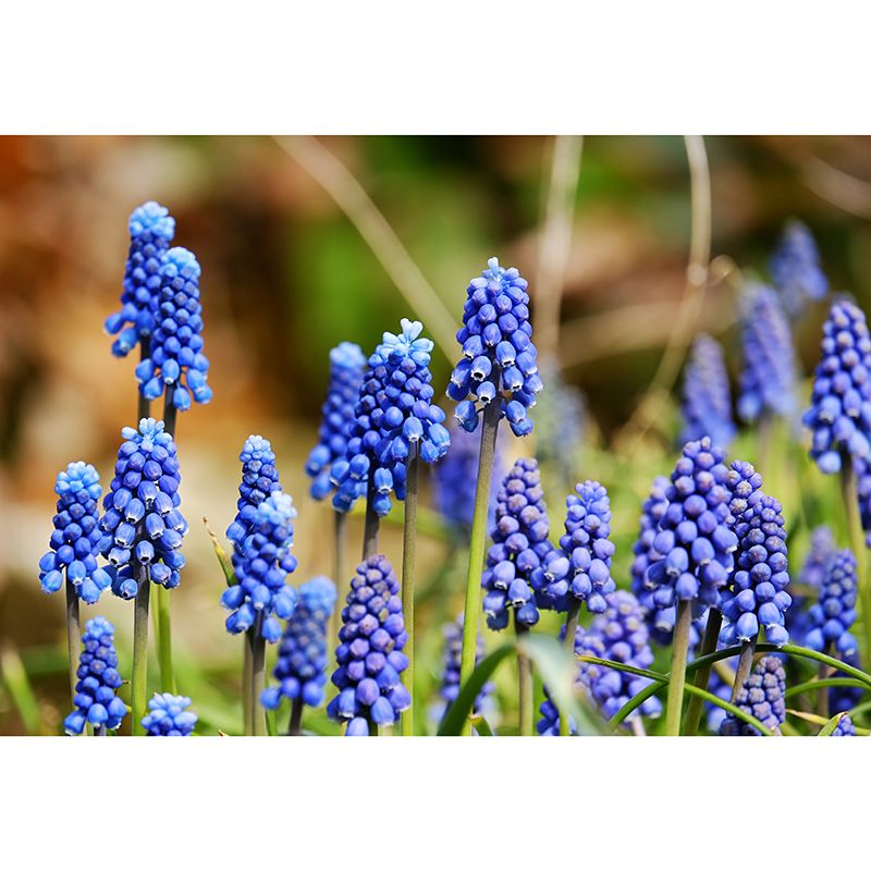 Hyacinth Mural Wallpaper Moisture Resistant Home Decor for Sitting Room