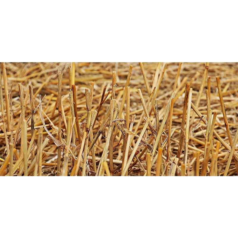 Photo Print Straws Wall Mural Decal for Dining Room, Light Color, Custom Size Available