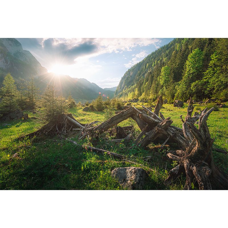 Modern Withered Tree Trunk Mural Green Sunrise Mountain Landscape Wall Art for Living Room