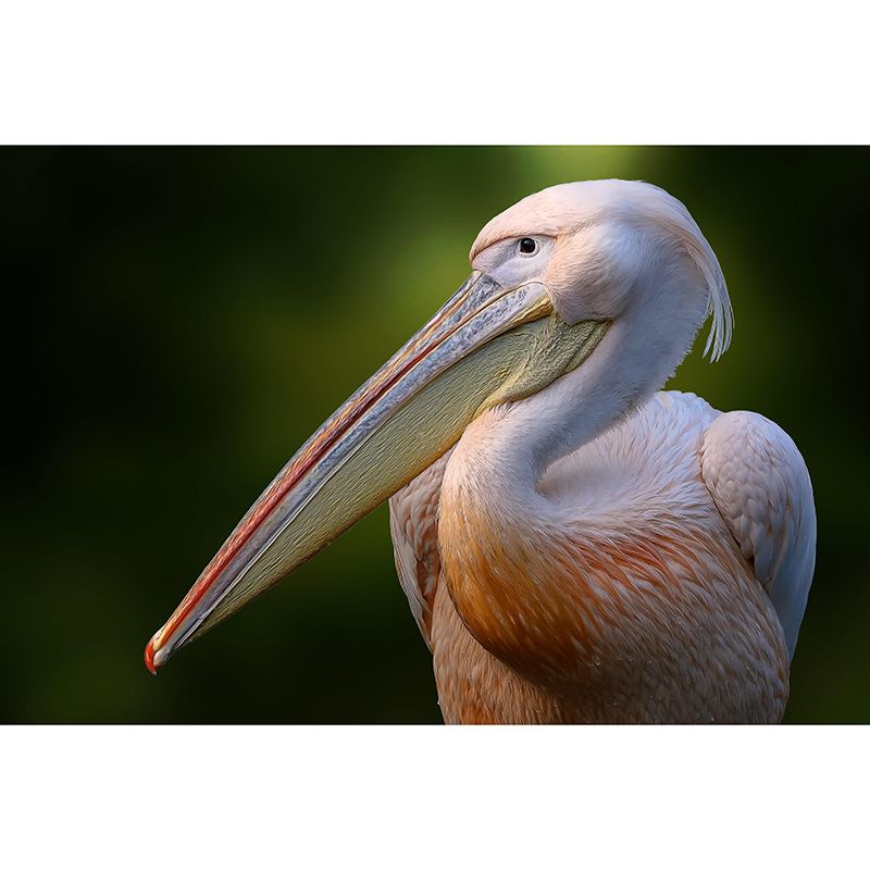 Customized Contemporary Pelican Mural Mildew Resistant for Sitting Room Bedroom