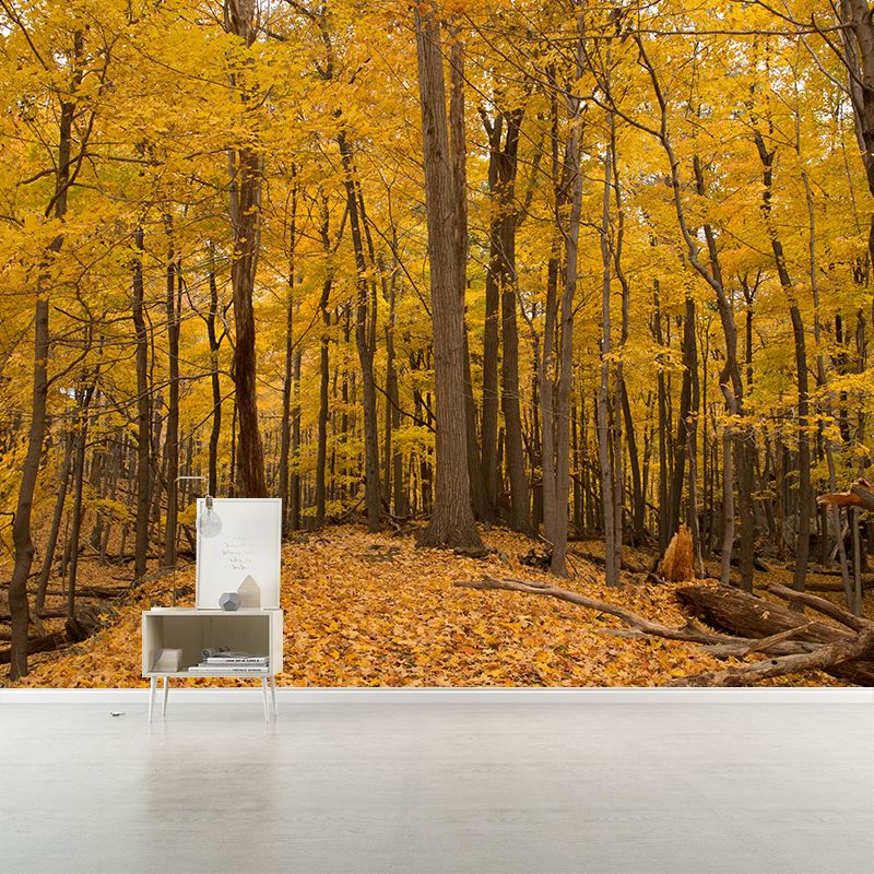 Autumn Forest Trees Wall Mural for Sitting Room Bedroom Home Decor, Made to Measure