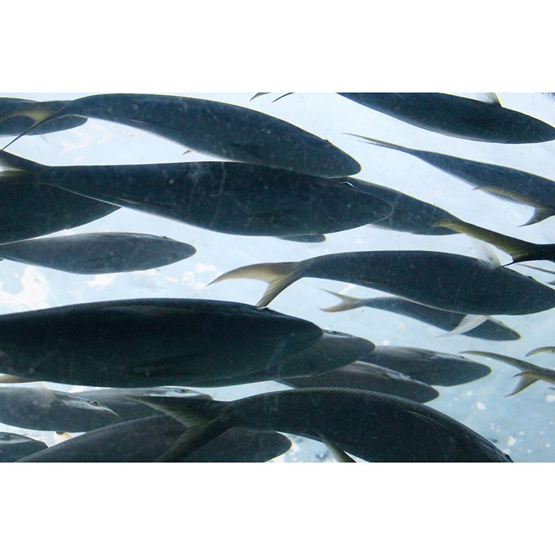 Rich Marine Life Wall Mural Home Decorations for Kitchen Sitting Room, Stain Resistant