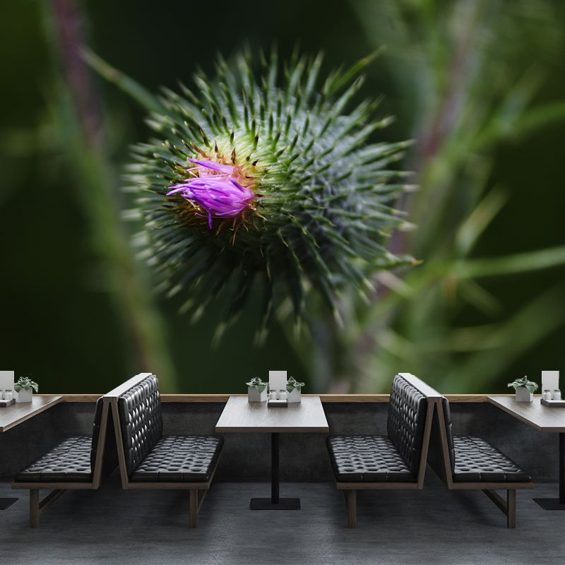 Cirsium Plant Wall Mural for Reading Room Decoration, Moisture Resistant