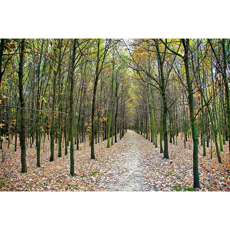 Forest Trees Wall Covering for Dining Room Wall Decor, Moisture Resistant