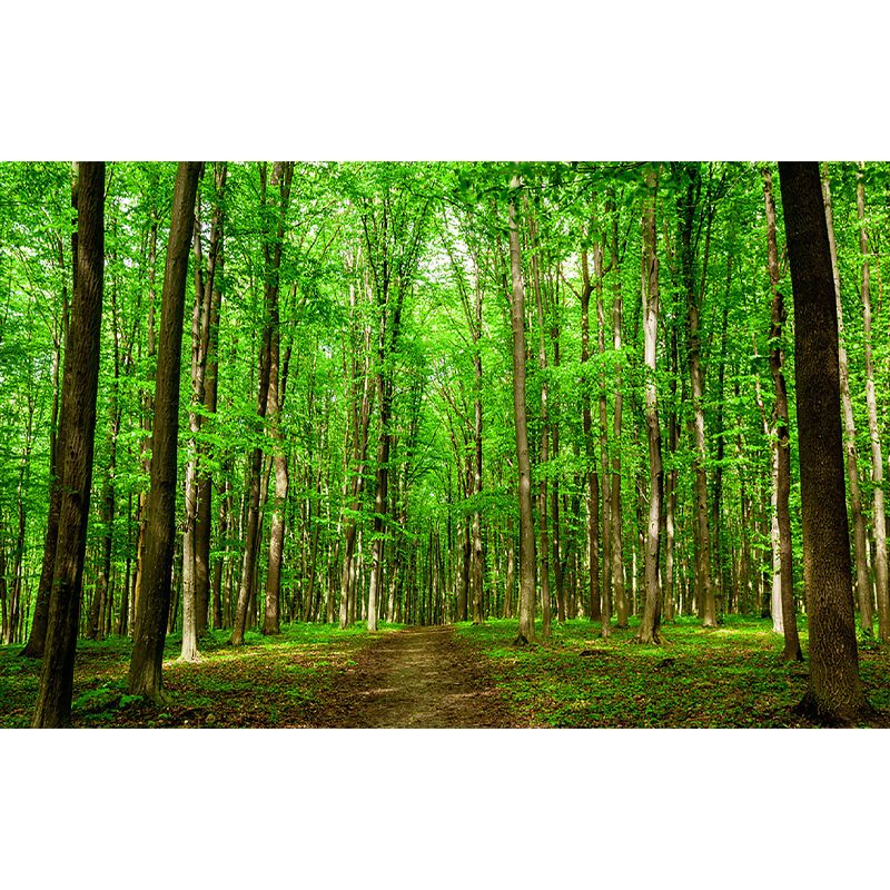 Tropical Jungle Mural Wallpaper for Meeting Room Decoration, Green, Custom Size Available