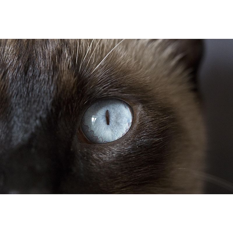 Customized Moisture Resistant Cat Eye Mural Wallpaper Environment Friendly Wall Decor