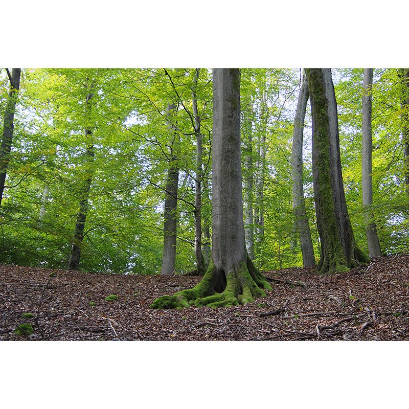 Green Forest Scenery Mural Wall Decor for Bedroom Study Room Reading Room