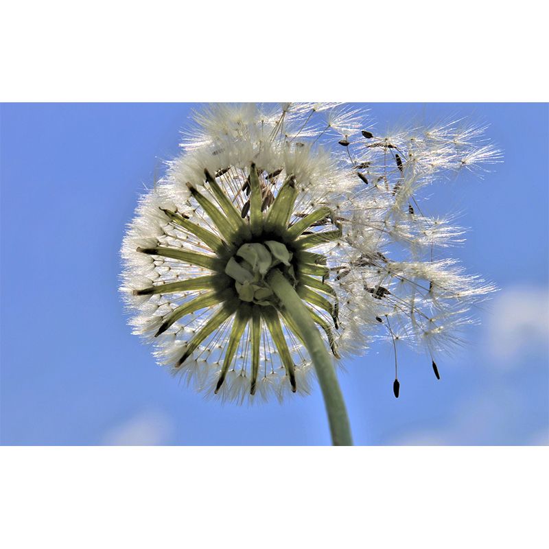 White Dandelion Plant Mural Wallpaper Moisture-Resistant Wall Covering for Home