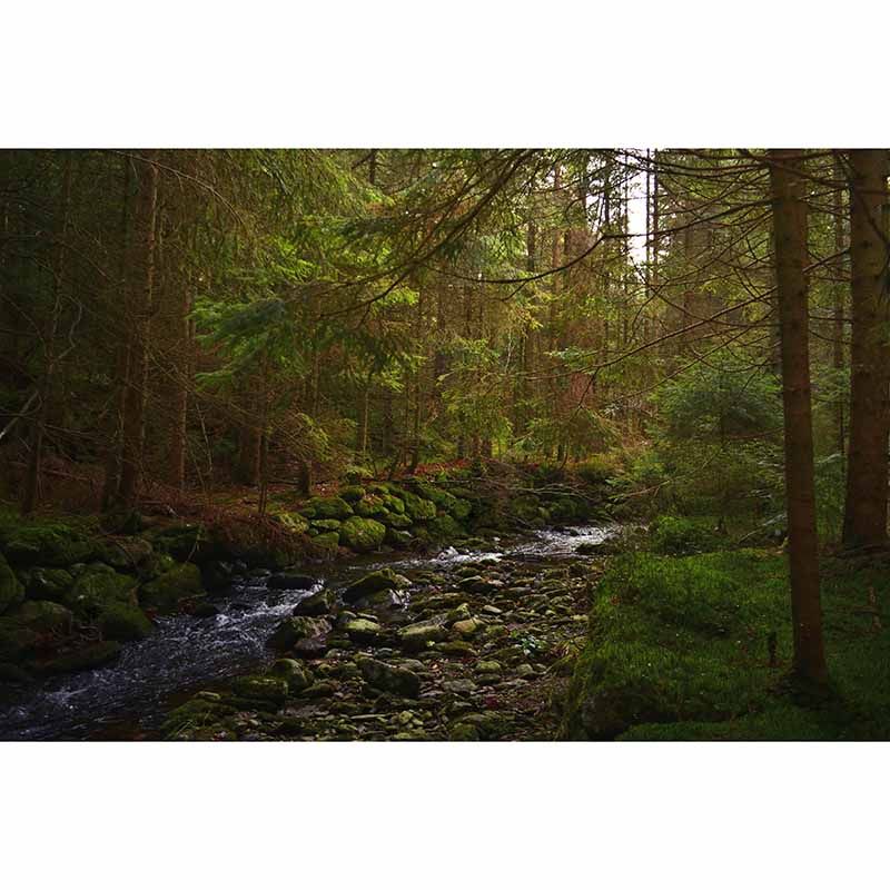 Mildew Resistant Wall Mural Wallpaper Forest Landscapes Pattern for Home