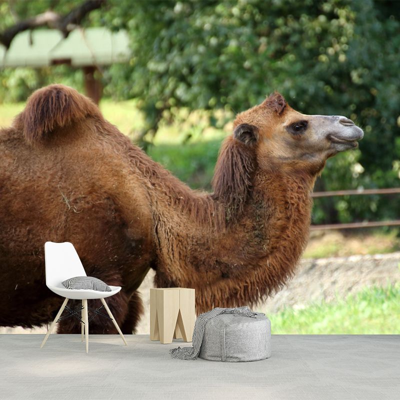 Camel Mural Wallpaper for Home Decor Living Room Bedroom, Made to Measure